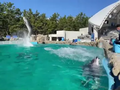 15273406196859.mp4