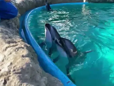 15273407443785.mp4